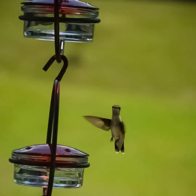 Hanging Hummingbird Feeder with Perch & Glass Dish
