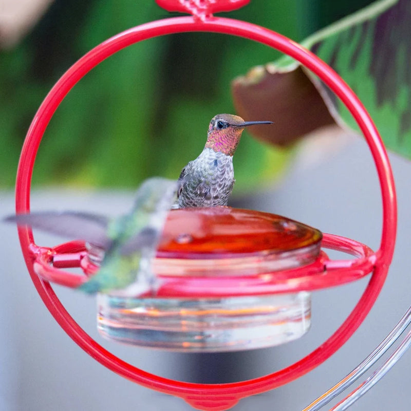 Hanging Hummingbird Feeder with Perch & Glass Dish
