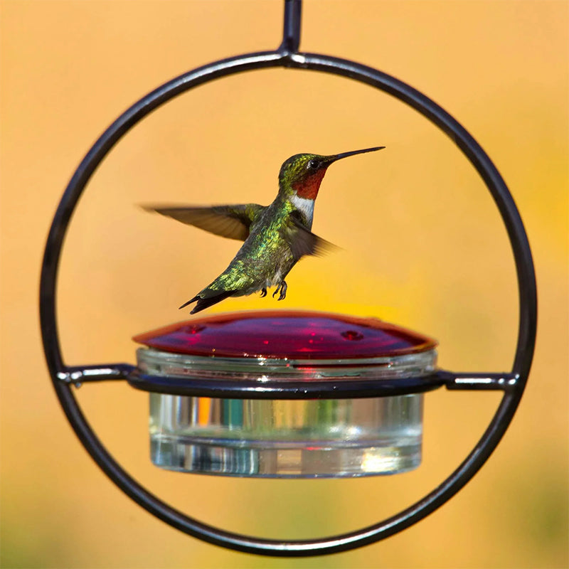 Hanging Hummingbird Feeder with Perch & Glass Dish
