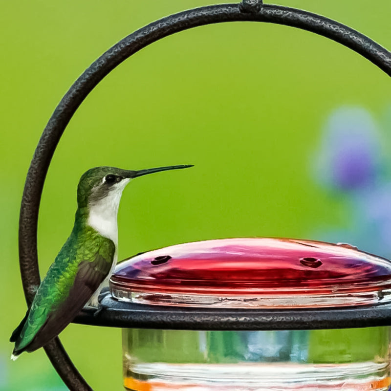 Hanging Hummingbird Feeder with Perch & Glass Dish