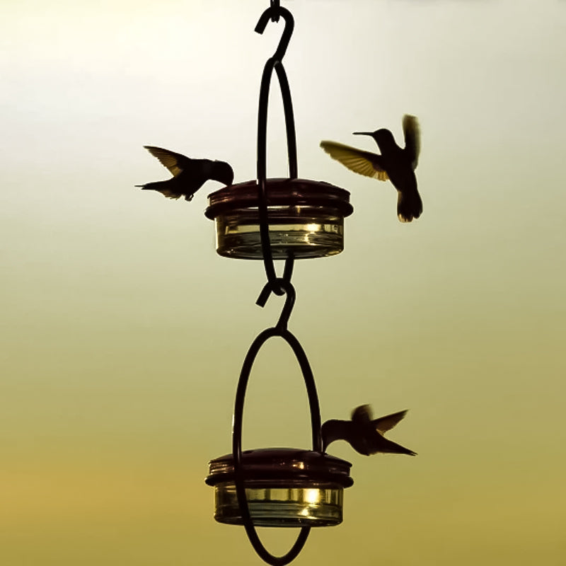 Hanging Hummingbird Feeder with Perch & Glass Dish