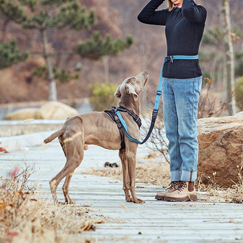Hands-Free Bungee Dog Leash with Reflective Waist Belt