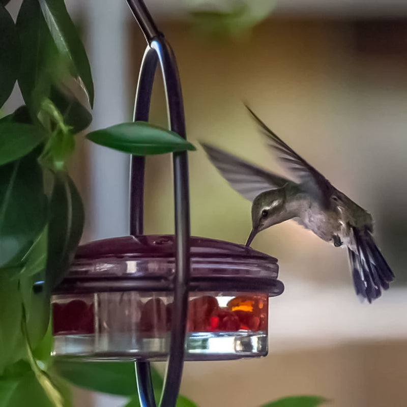 Hanging Hummingbird Feeder with Perch & Glass Dish