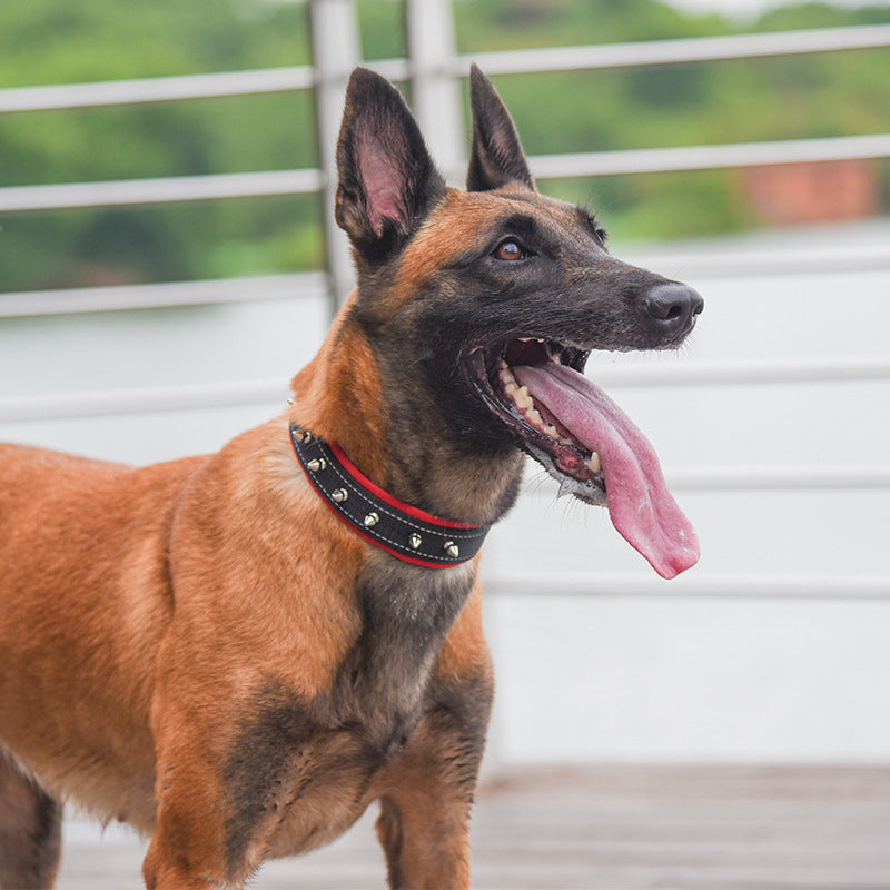 Reflective Padded Dog Collar with Metal Buckle