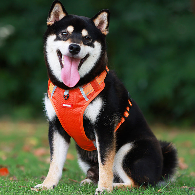 No-Pull Reflective Dog Harness & Leash Set