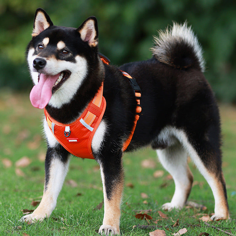 No-Pull Reflective Dog Harness & Leash Set
