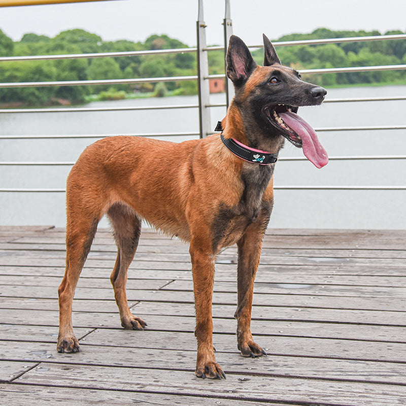 Reflective Padded Dog Collar with Metal Buckle