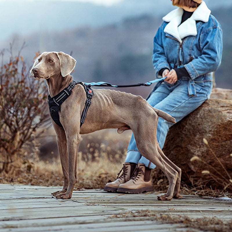 Hands-Free Bungee Dog Leash with Reflective Waist Belt