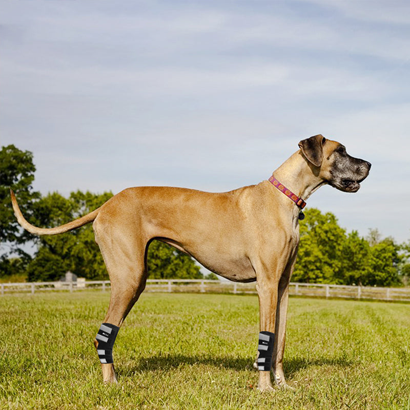 Rear Leg Hock Brace for Dogs - Pair