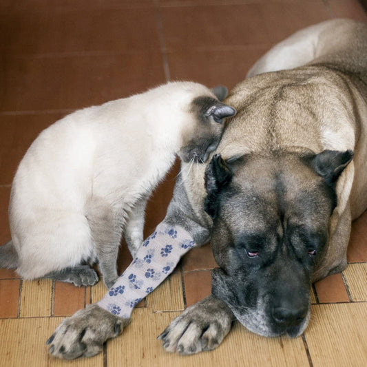 Self-Adhesive Pet Bandage Wrap - Paw Print Vet Tape