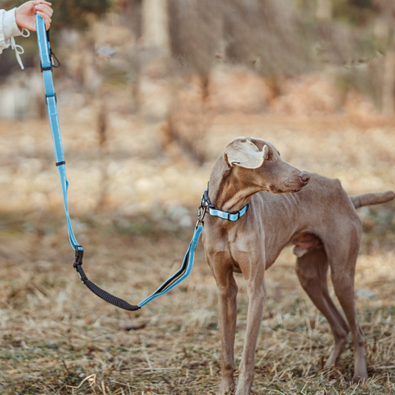 Hands-Free Bungee Dog Leash with Reflective Waist Belt
