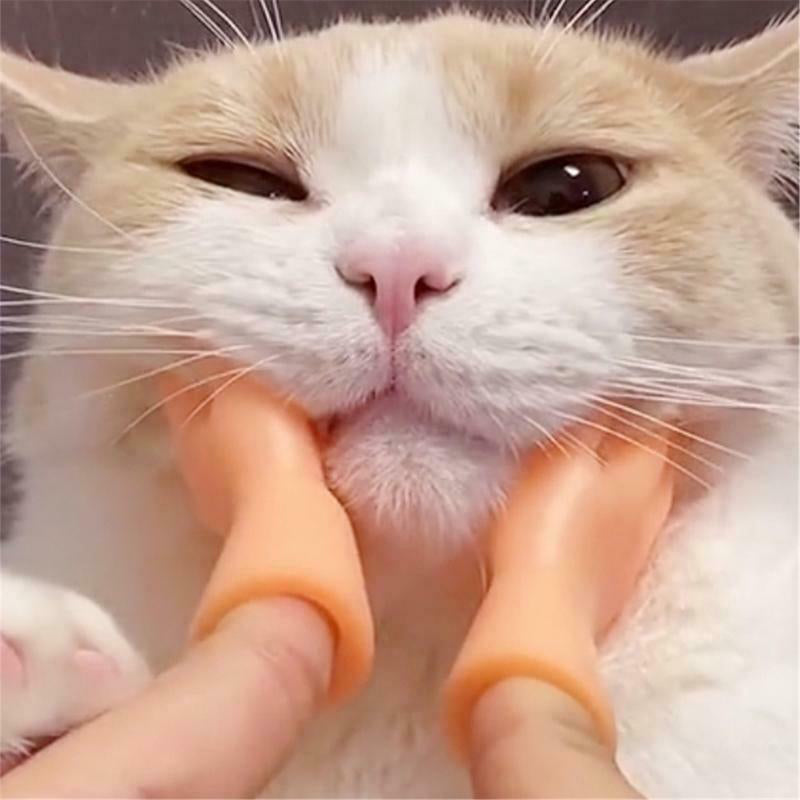 Tiny Hands Interactive Cat Teaser Toy Set