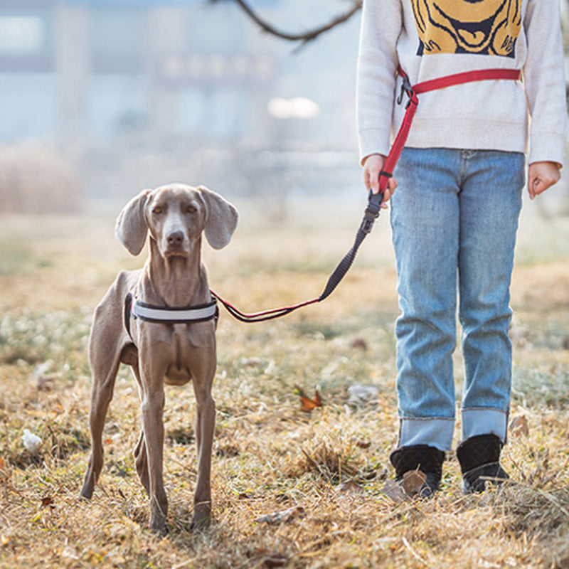 Hands-Free Bungee Dog Leash with Reflective Waist Belt