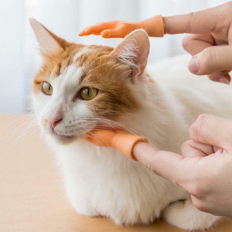 Tiny Hands Interactive Cat Teaser Toy Set