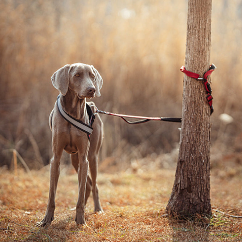 Hands-Free Bungee Dog Leash with Reflective Waist Belt
