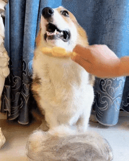 Self-Cleaning Slicker Brush for Shedding Cats & Dogs
